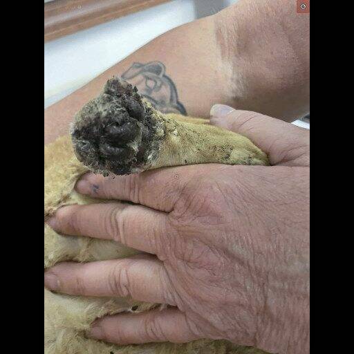 Reward offered after burned cat found in Ruffs Dale