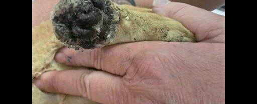 Reward offered after burned cat found in Ruffs Dale