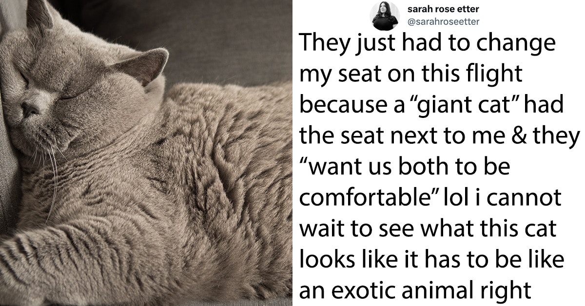 Twitter Is Losing It After 'Giant Cat' Forces Woman To Change Airplane Seats