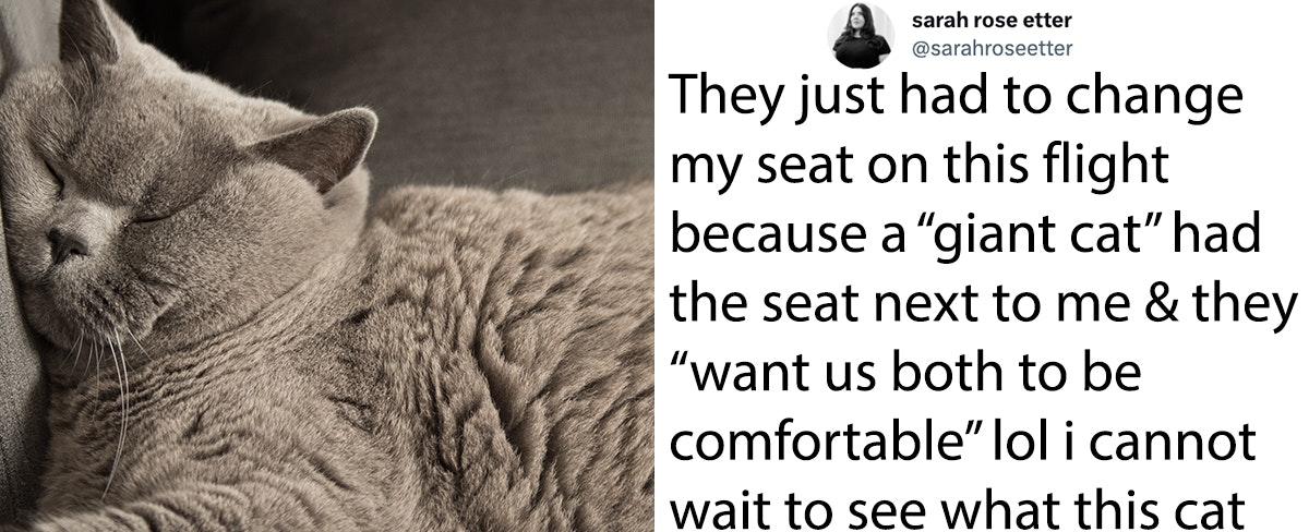 Twitter Is Losing It After 'Giant Cat' Forces Woman To Change Airplane Seats