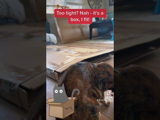 No Box Is Too Small For This Clever Cat To Get a Treat! 🤣