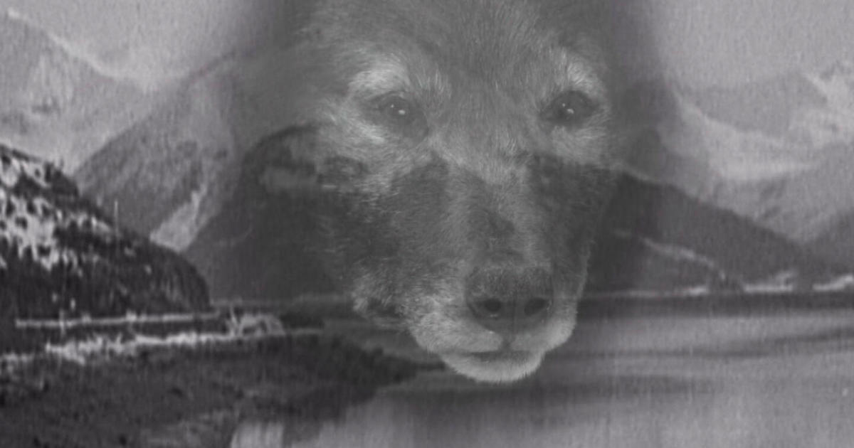 In 1925, a sled dog named Balto helped carry life-saving medicine through blizzards. A new DNA study reveals what made him so tough.