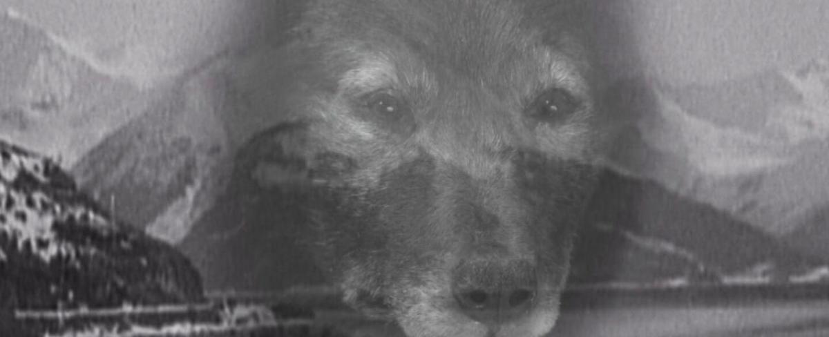 In 1925, a sled dog named Balto helped carry life-saving medicine through blizzards. A new DNA study reveals what made him so tough.