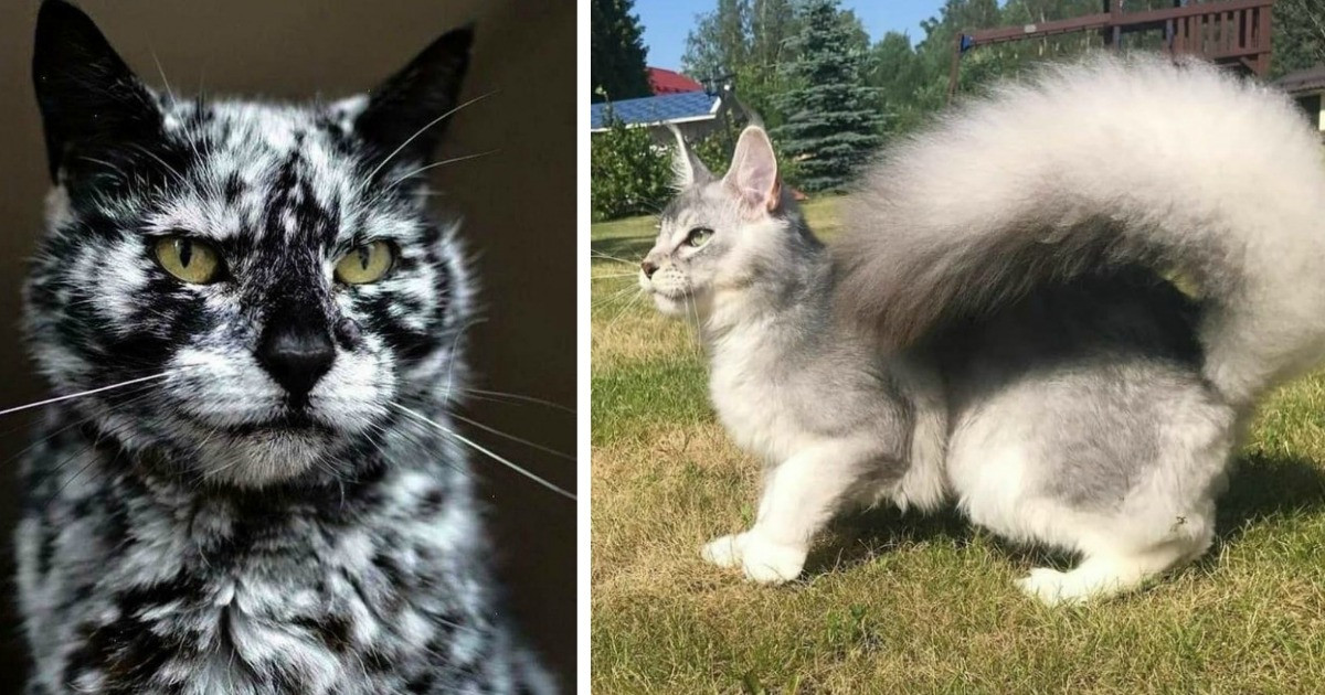 Captivating Cats Are All Beauteous And Deserve To Be Acknowledged