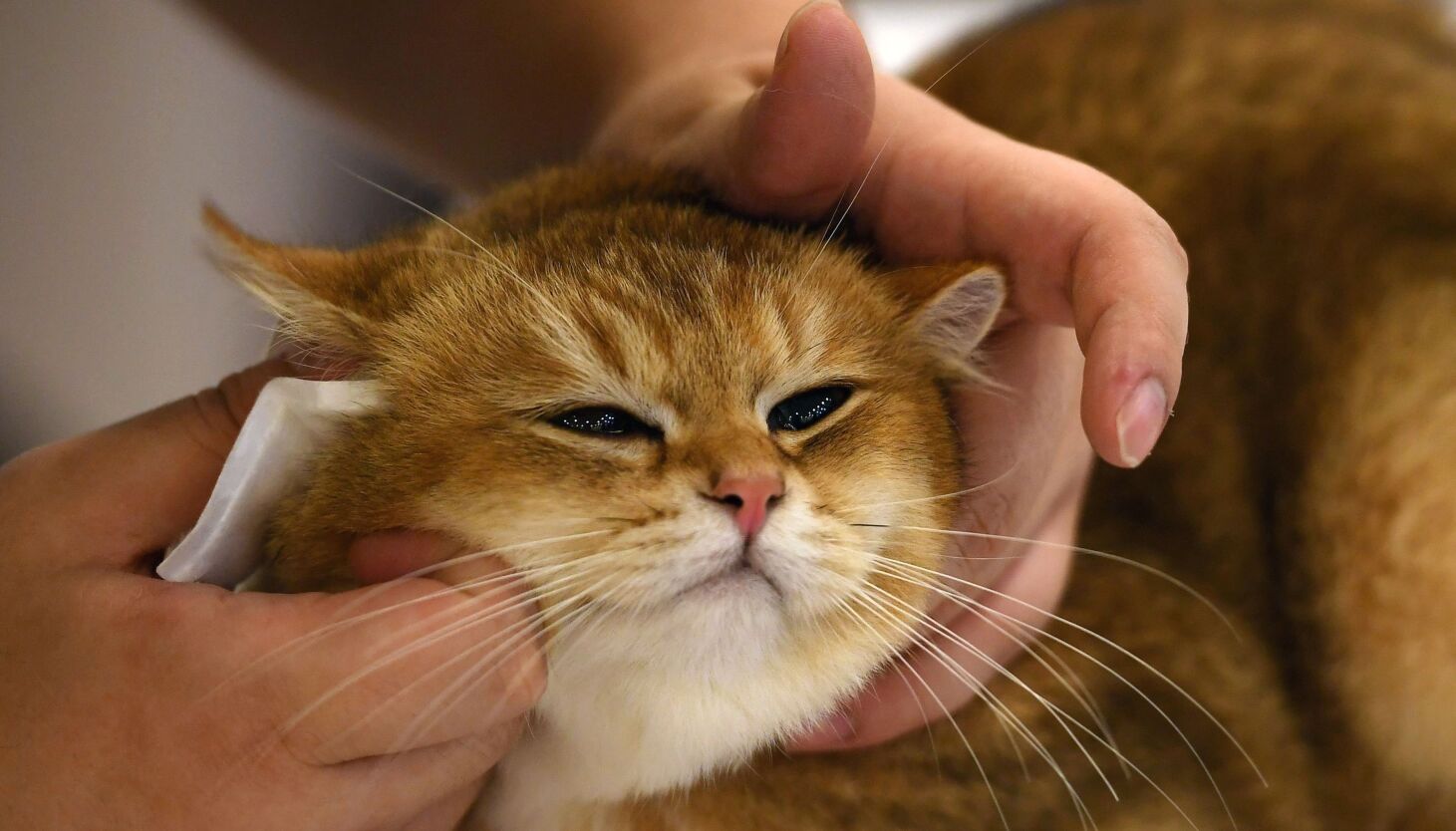 Illinois should ban the declawing of cats