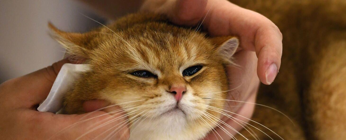 Illinois should ban the declawing of cats