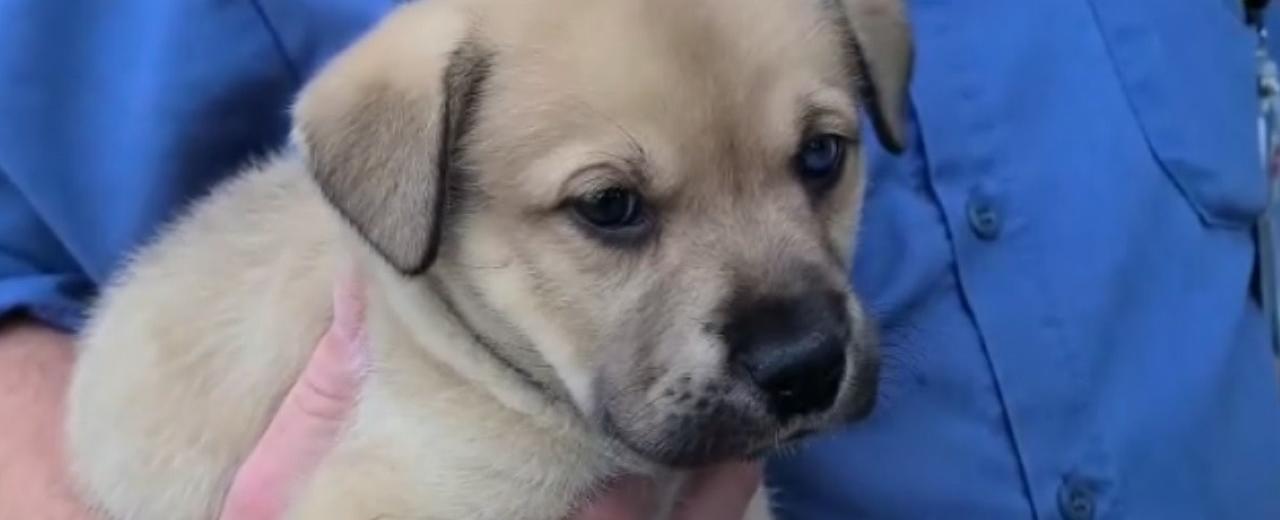 Los Angeles suspect throws puppy out of moving car during police chase