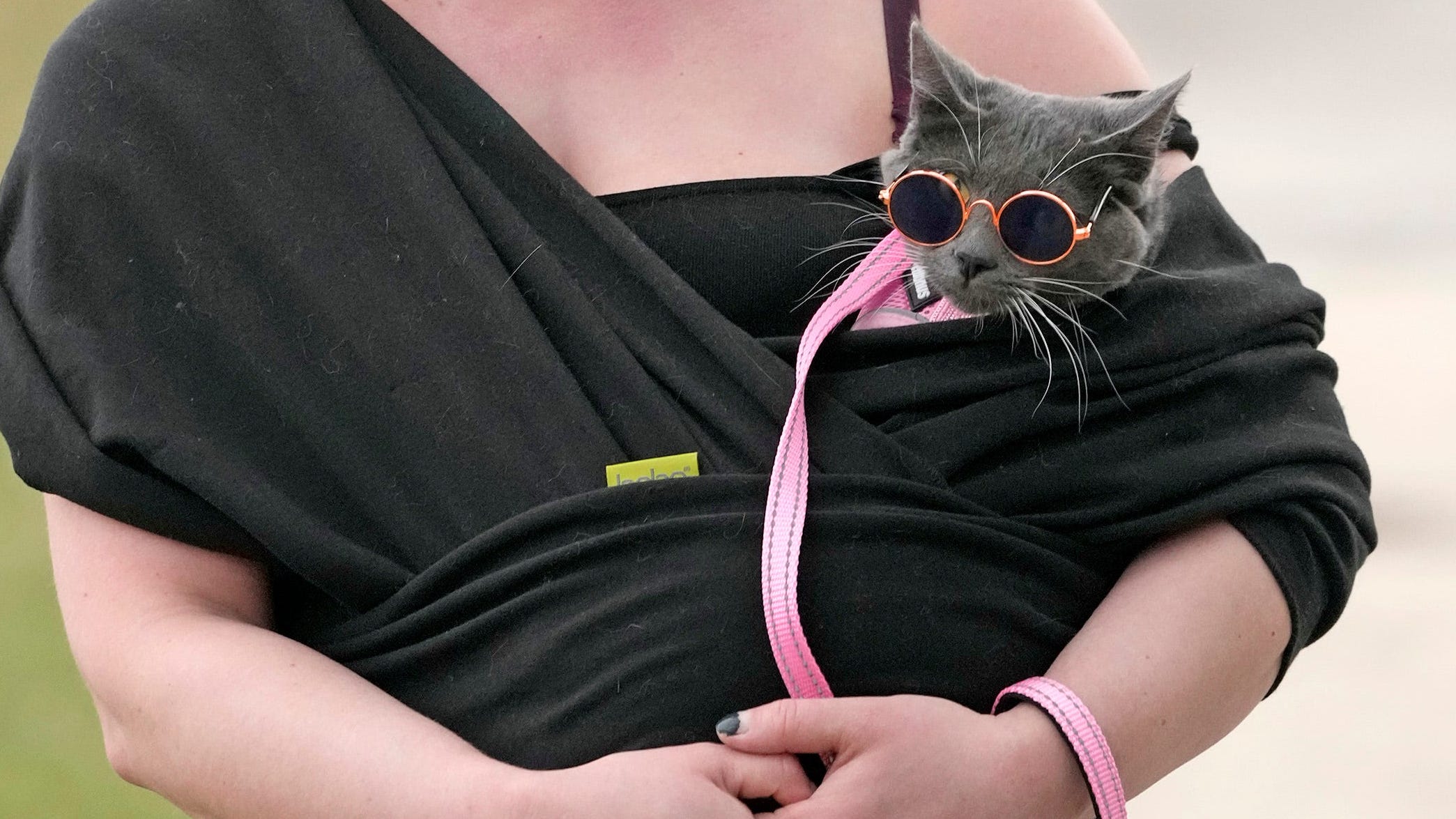 Happy National Cat Lady Day 2023: Celebrate with key facts on cats