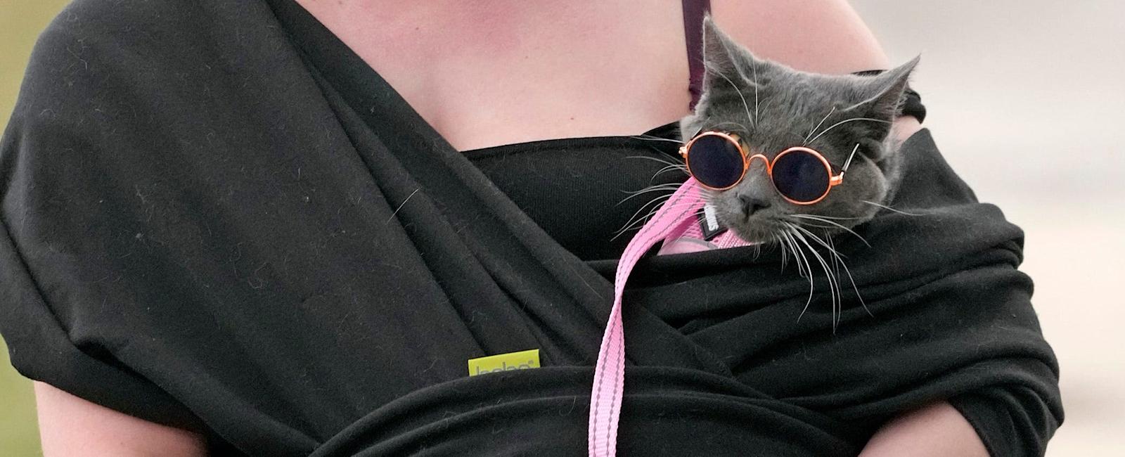 Happy National Cat Lady Day 2023: Celebrate with key facts on cats