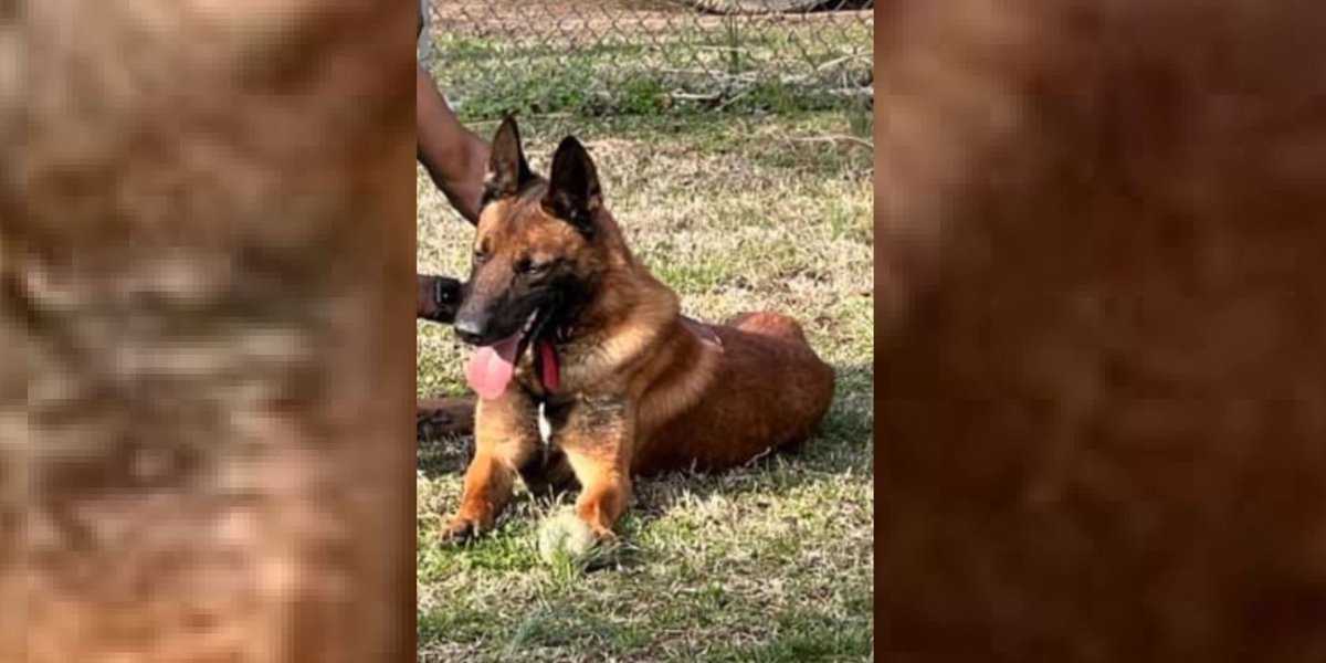 K-9 handler fired as police dog remains missing for weeks, officials say