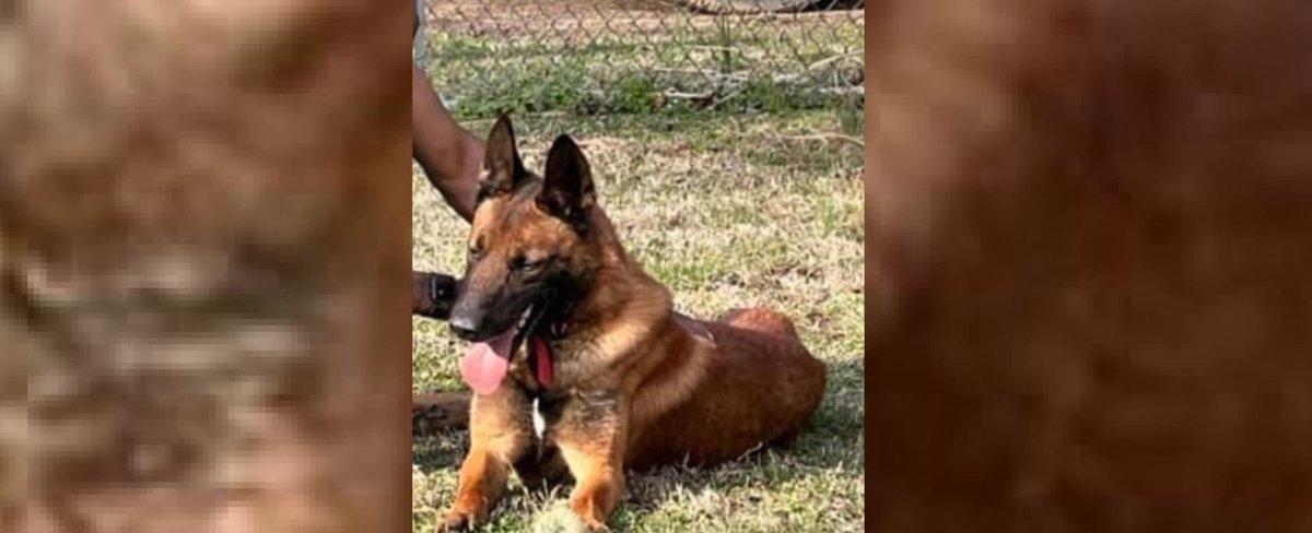 K-9 handler fired as police dog remains missing for weeks, officials say