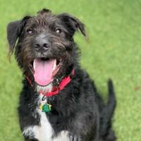 PUPPY POWER: Riley the car accident survivor is ready to capture your heart