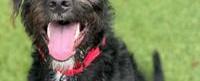 PUPPY POWER: Riley the car accident survivor is ready to capture your heart