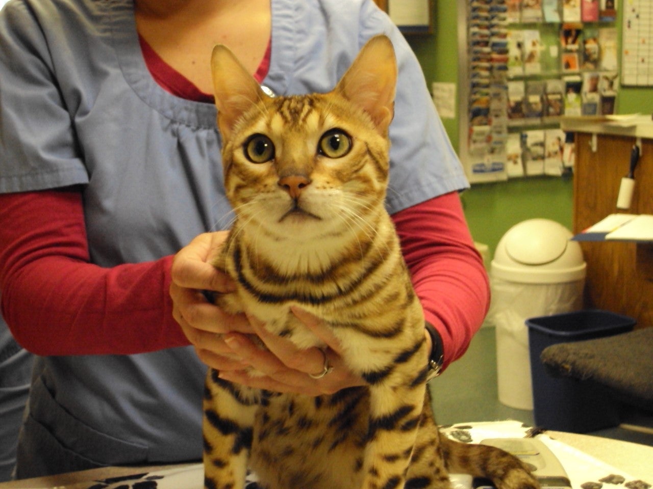 Pet safety tips for the Easter holiday