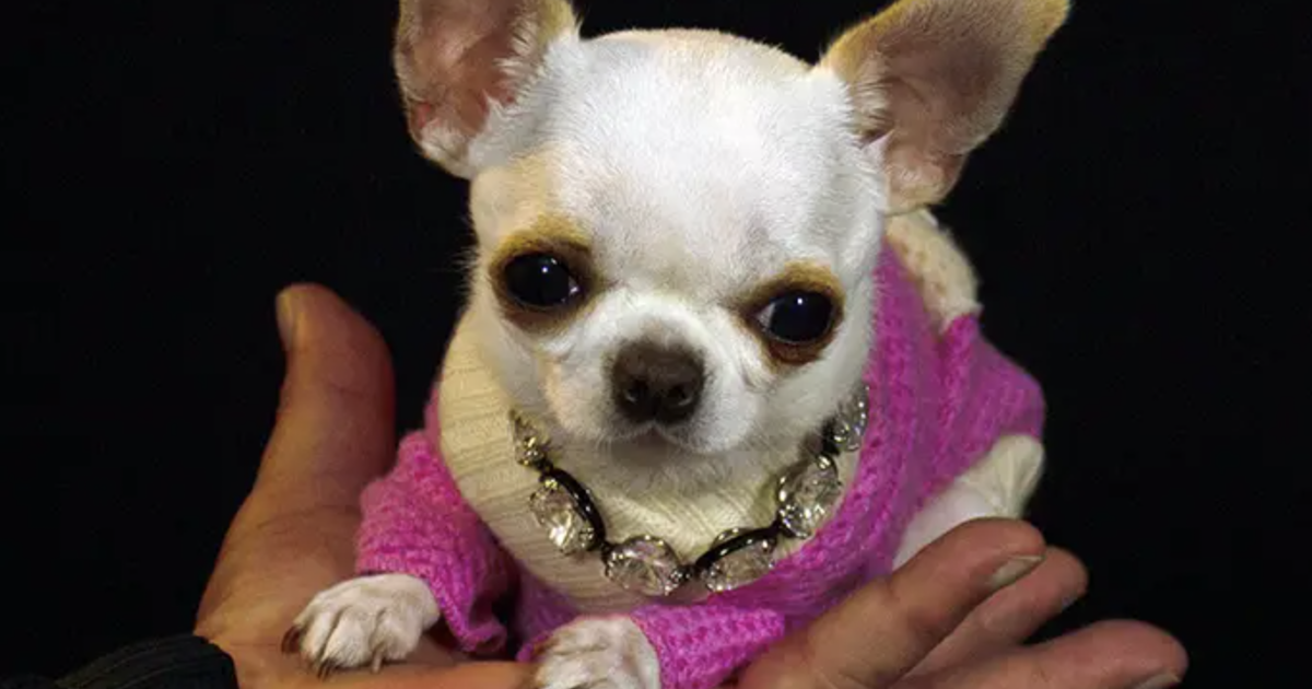 9-centimeter-tall Chihuahua named shortest living dog by Guinness World Records