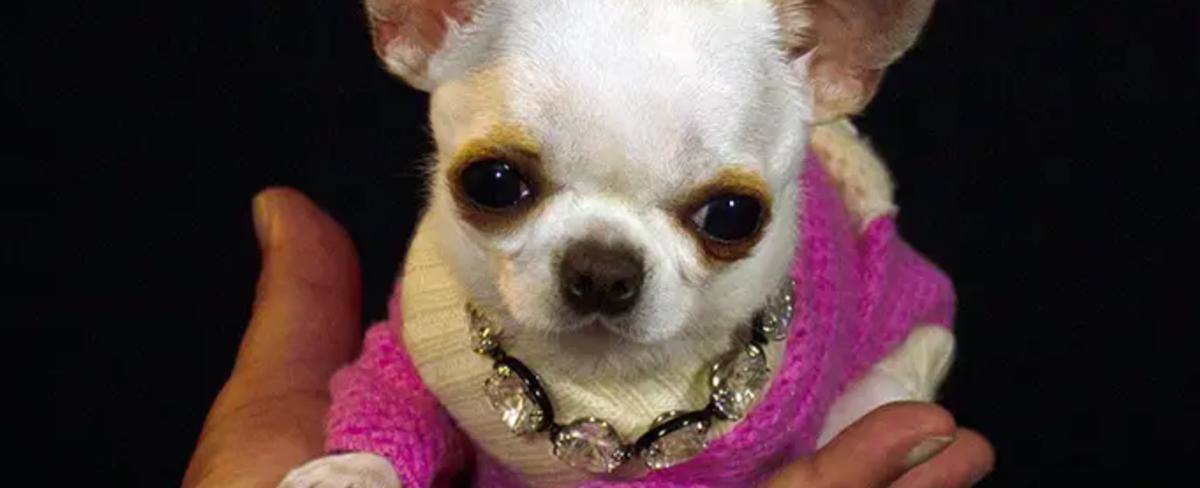 9-centimeter-tall Chihuahua named shortest living dog by Guinness World Records