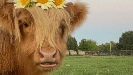 Fort Smith pet cow killed in dog attack