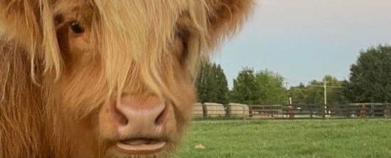 Fort Smith pet cow killed in dog attack