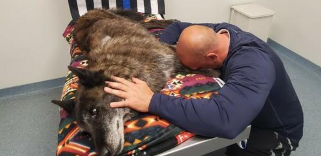 OFFICER SAYS FINAL GOODBYE TO K9 DOG AXEL, HIS PARTNER AND PET