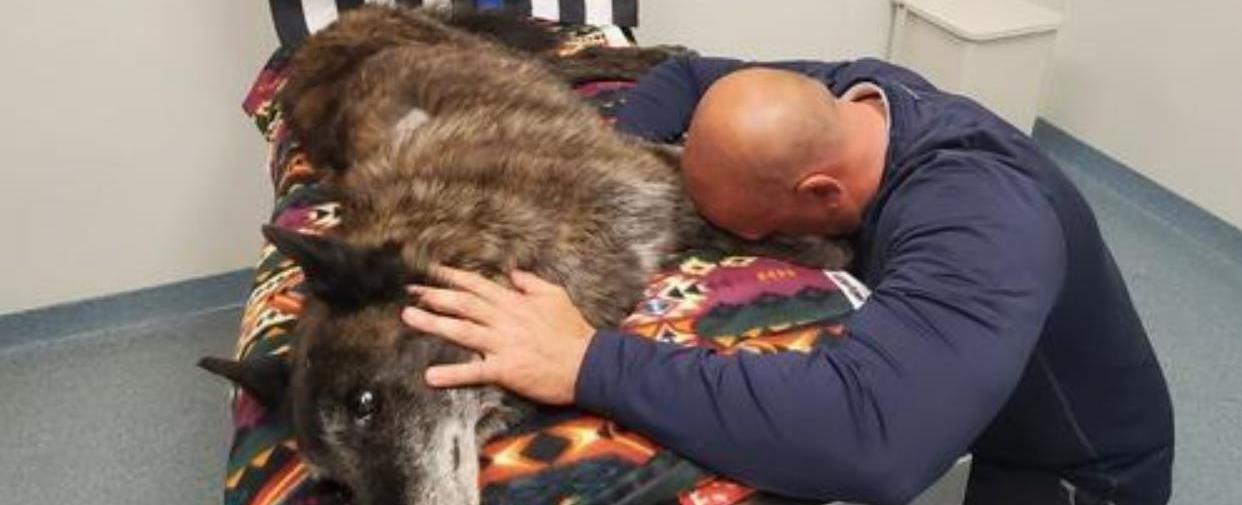 OFFICER SAYS FINAL GOODBYE TO K9 DOG AXEL, HIS PARTNER AND PET