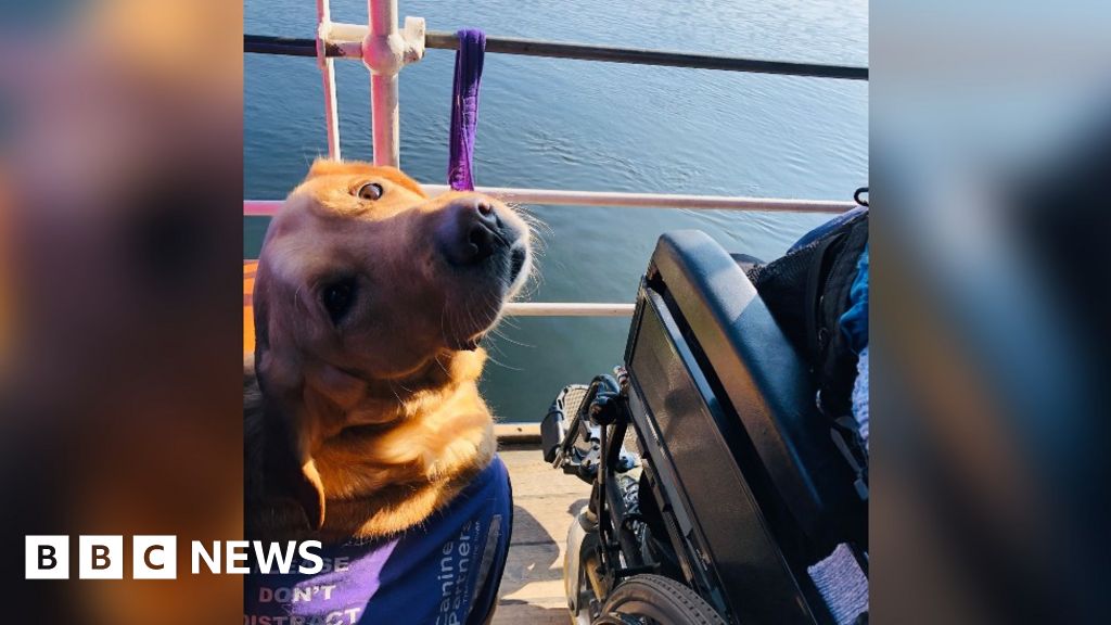 Dog helps fix Cumbrian woman's joint dislocations