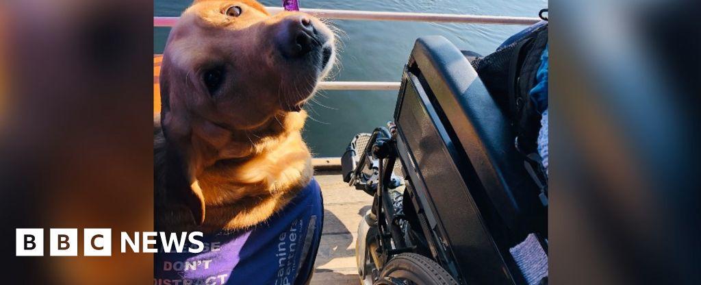 Dog helps fix Cumbrian woman's joint dislocations