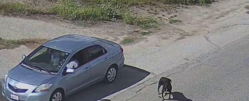 California drivers filmed abandoning dogs on remote road | Fox News Video
