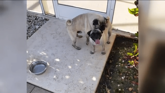 Two dogs dumped from car in Cape Coral 