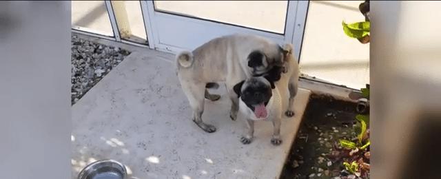 Two dogs dumped from car in Cape Coral