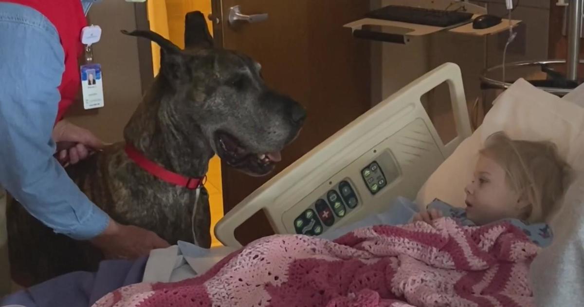 Great Dane sibling pair working as therapy dogs at St. Cloud hospital