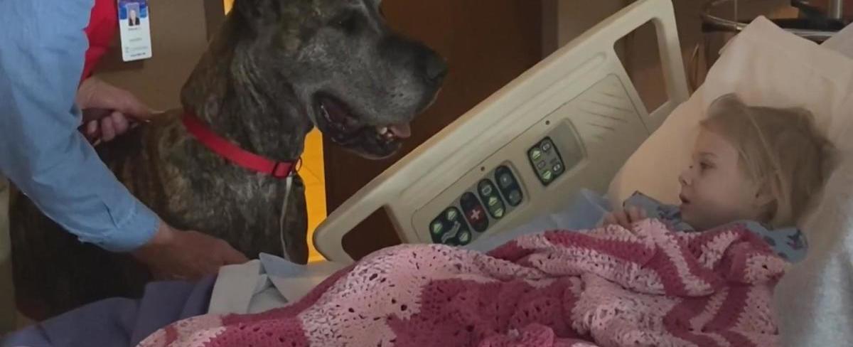 Great Dane sibling pair working as therapy dogs at St. Cloud hospital