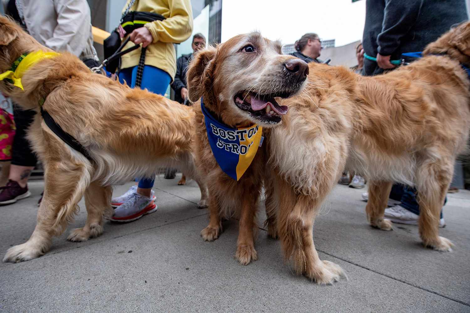 Golden Retrievers Honor the Late Boston Marathon Dog at Finish Line