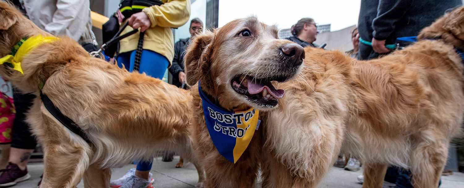 Golden Retrievers Honor the Late Boston Marathon Dog at Finish Line