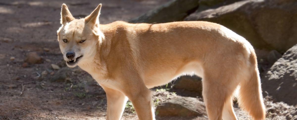 In rare attack, dingo repeatedly bites and holds girl underwater. (Luckily she survived.)