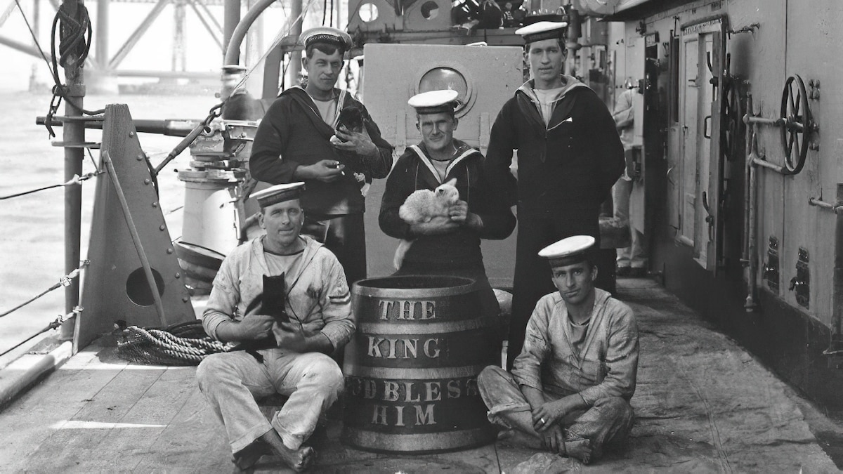 The forgotten history of cats in the navy
