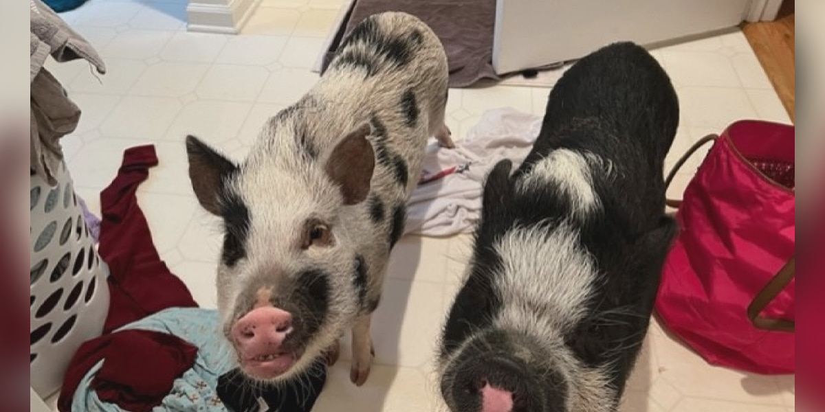 Owner searches for answers after two pet pigs shot on private property
