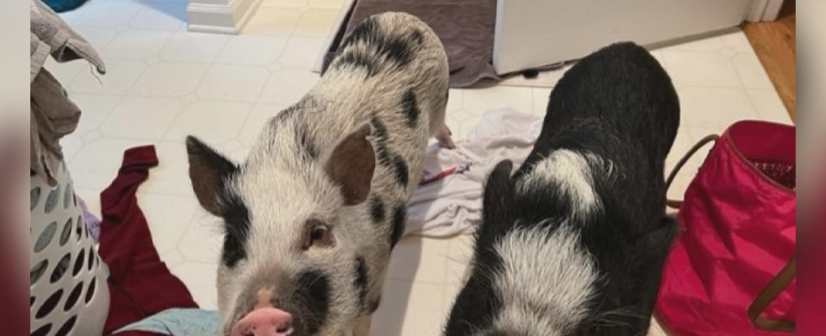 Owner searches for answers after two pet pigs shot on private property