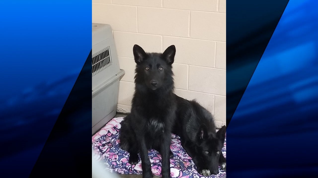 Warwick dogs first believed to be coyotes have new home, shelter says | ABC6