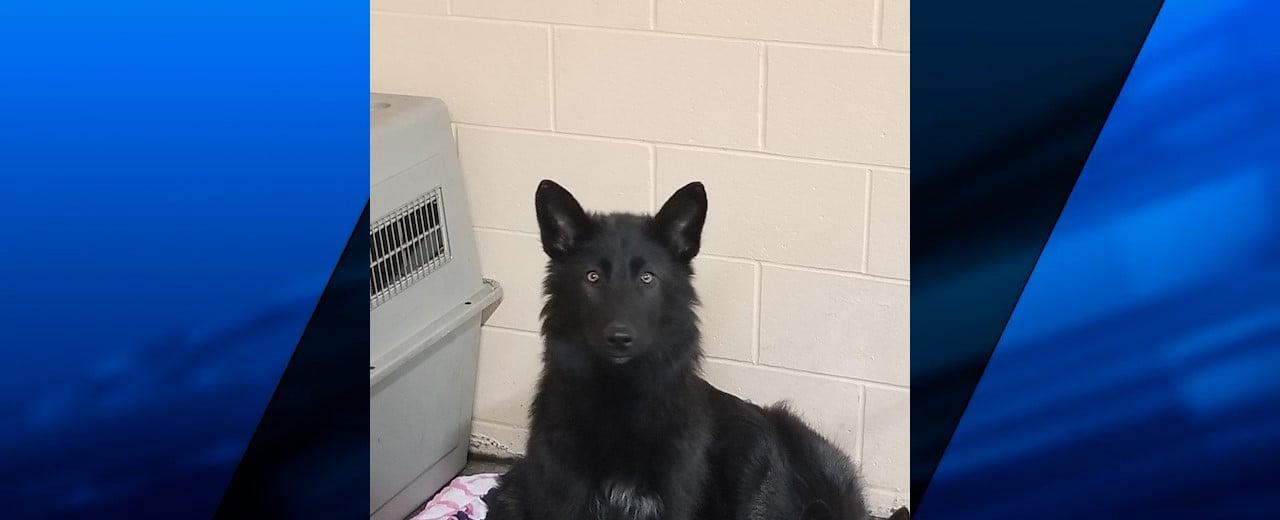 Warwick dogs first believed to be coyotes have new home, shelter says | ABC6
