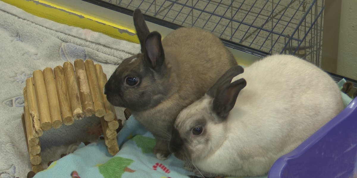 Pet Project: Meet Rex and Remi