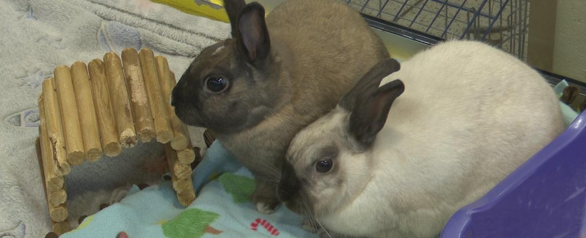 Pet Project: Meet Rex and Remi
