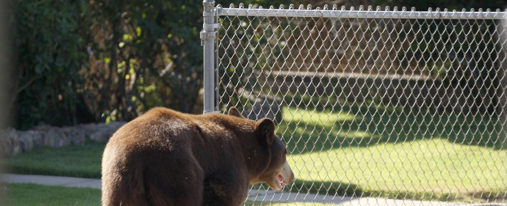 74-year-old woman attacked by bear while walking her dogs