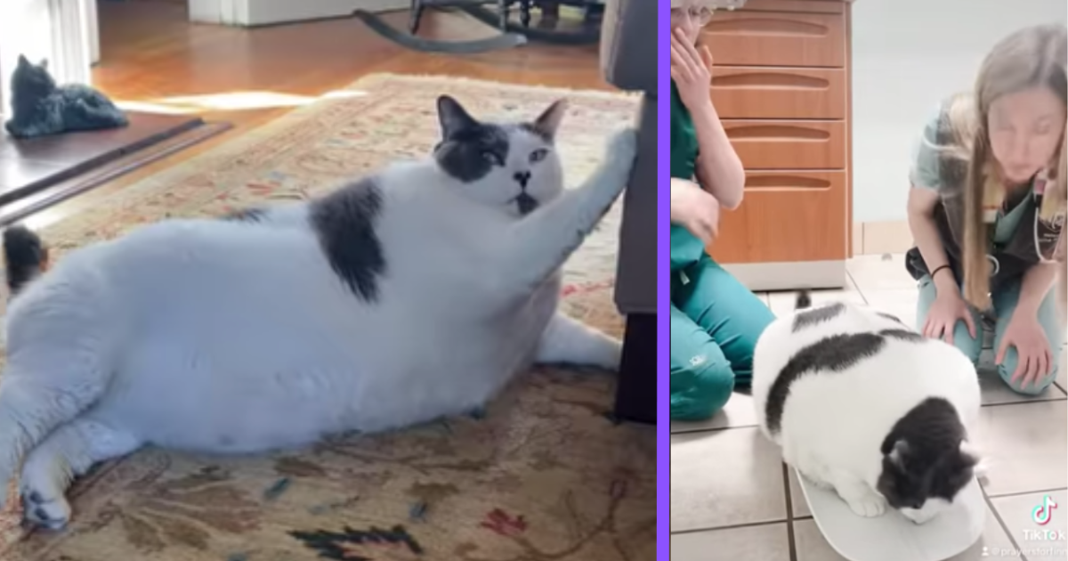 Owner: 40-pound cat Patches is not 'voracious, vacuum cleaner eater'