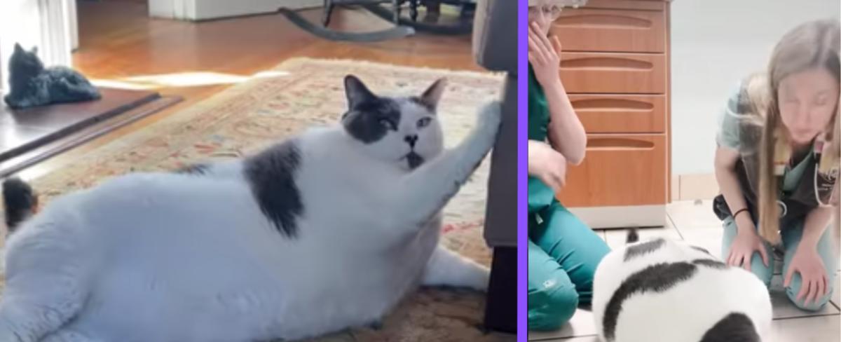 Owner: 40-pound cat Patches is not 'voracious, vacuum cleaner eater'