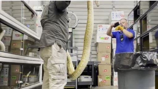 Pet boa constrictor killed as Florida officials kill pythons in cages