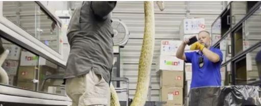 Pet boa constrictor killed as Florida officials kill pythons in cages