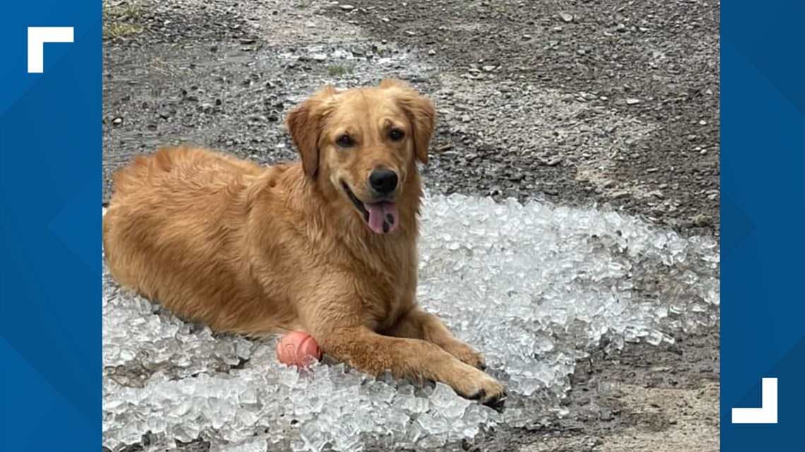 Community search expands after dog breaks free at campground