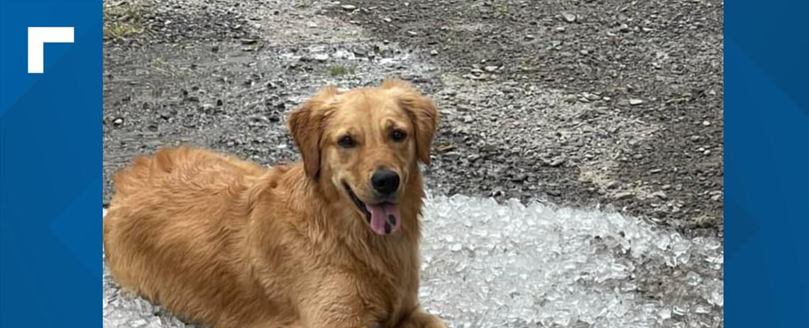 Community search expands after dog breaks free at campground