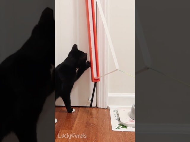Look How Nancy Plays With This Cat Toy! #cats #shorts #animals
