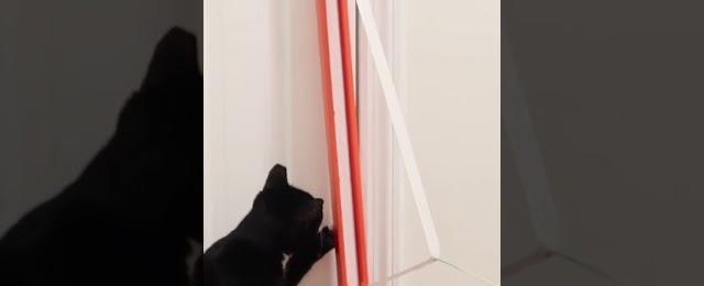 Look How Nancy Plays With This Cat Toy! #cats #shorts #animals